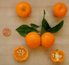citrus.png