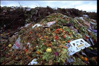Мировой объём пищевых отходов составил 1,3 млрд